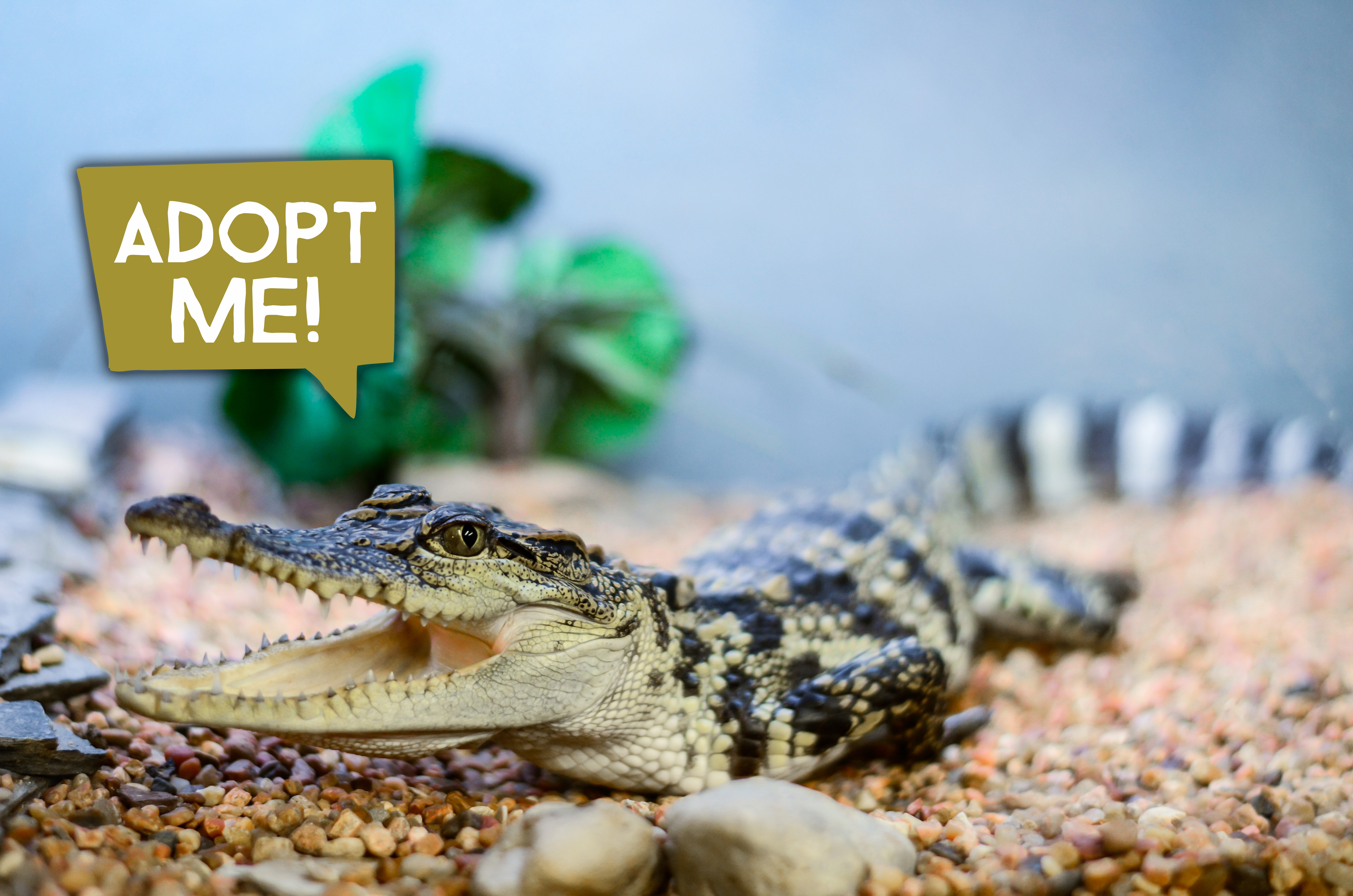 Adopt an Animal Animal World and Snake Farm