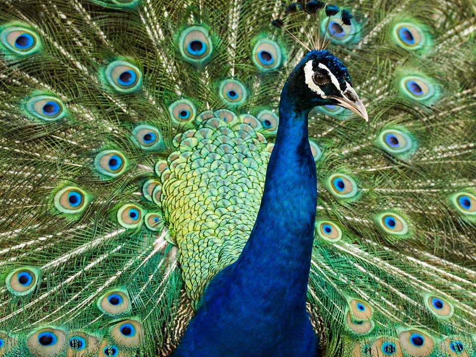 Colorful peacock exhibiting at the zoo in Salvador Bahia, Brazil. The birds  of the genus Pavo and Afropavo of the pheasant family are called peacock  Stock Photo - Alamy