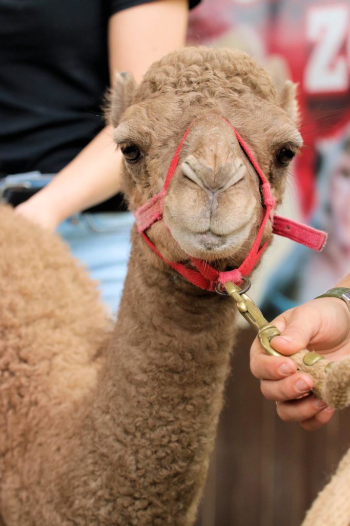 Dromedary Camel - Animal World and Snake Farm