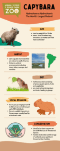 Infographic detailing capybara facts including size, habitat, diet, social behavior, and conservation status at Animal World and Snake Farm Zoo