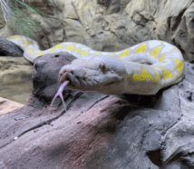 King Cobra - Zoo & Snake Farm New Braunfels
