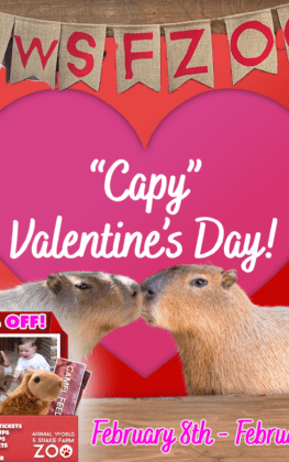 “Capy” Valentine’s Day!