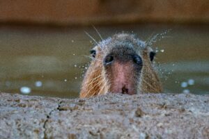 Close-up of a capybara's face peeking over the edge, with water droplets on its whiskers, at Animal World and Snake Farm Zoo.