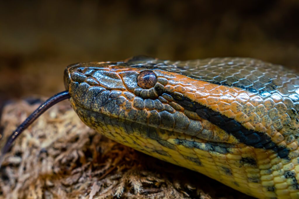world largest anaconda on record