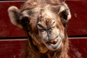 A close-up shot of one of our camels making a silly face.
