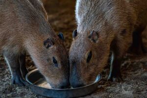 Potato and Dandy, our adult capybaras, sharing their afternoon snack.