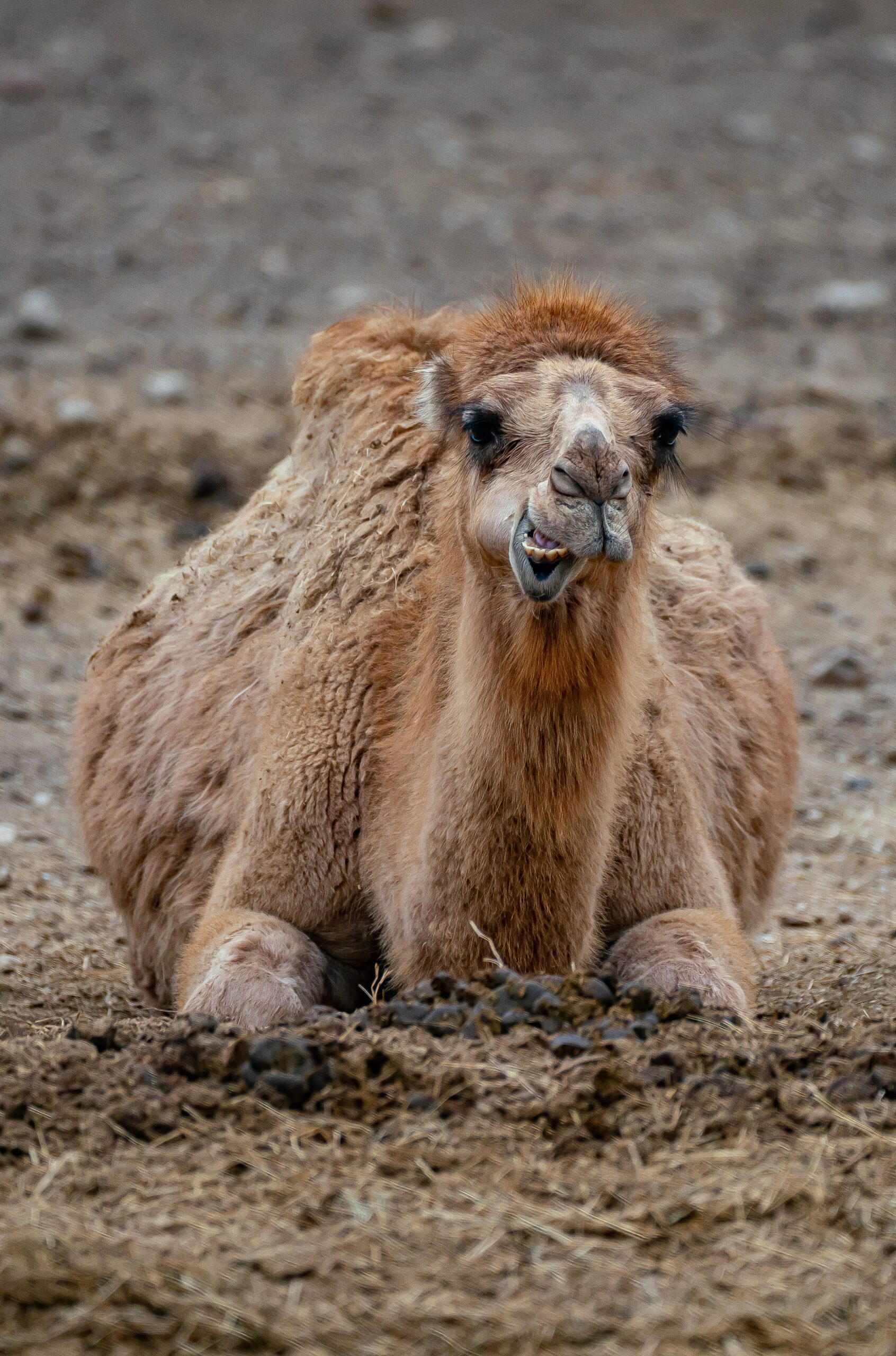 Hand Feed Our Gorgeous Dromedary Camel Family at the Zoo