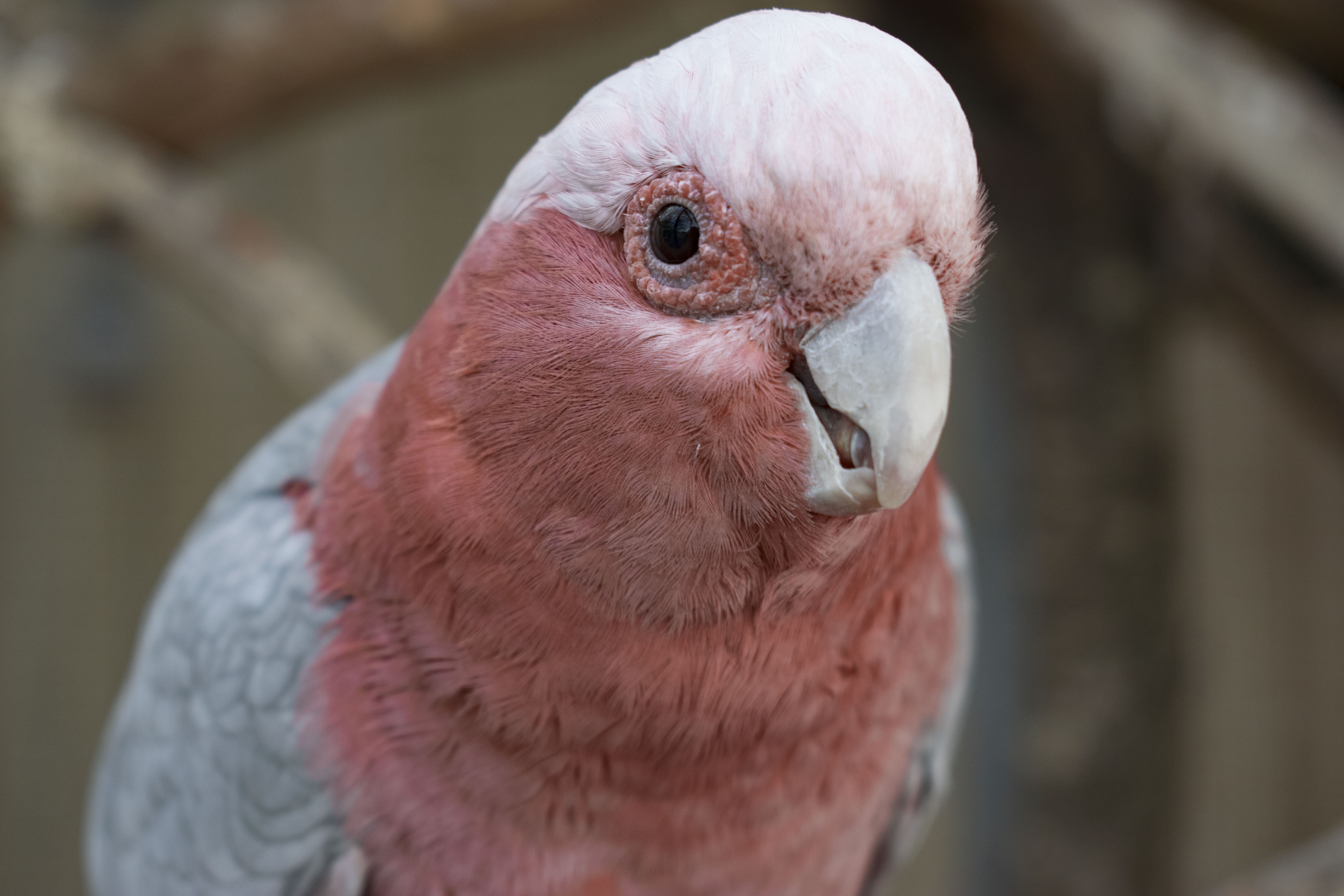 rose breasted cockatoo gangnum style
