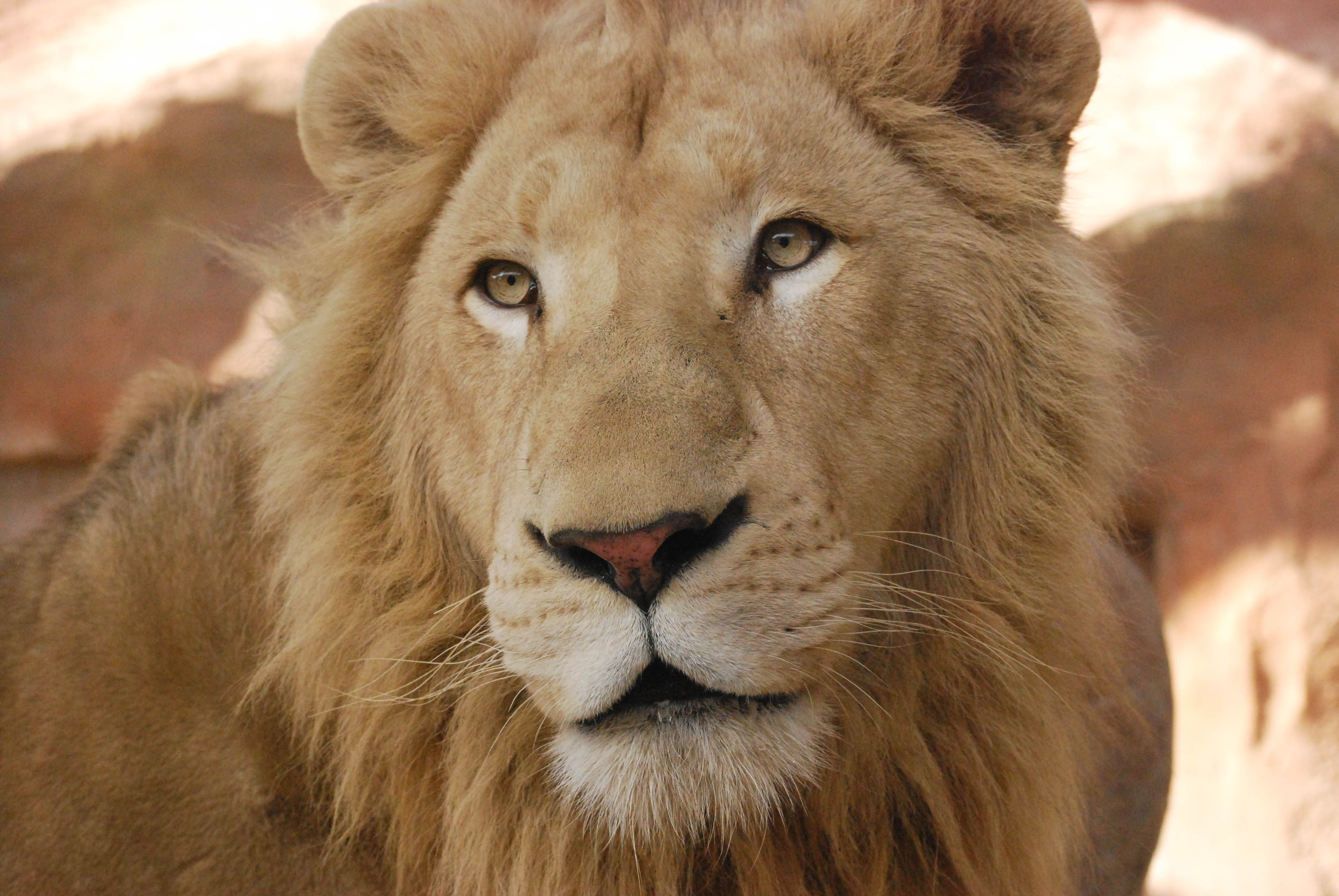 White Lion Zoo Snake Farm New Braunfels