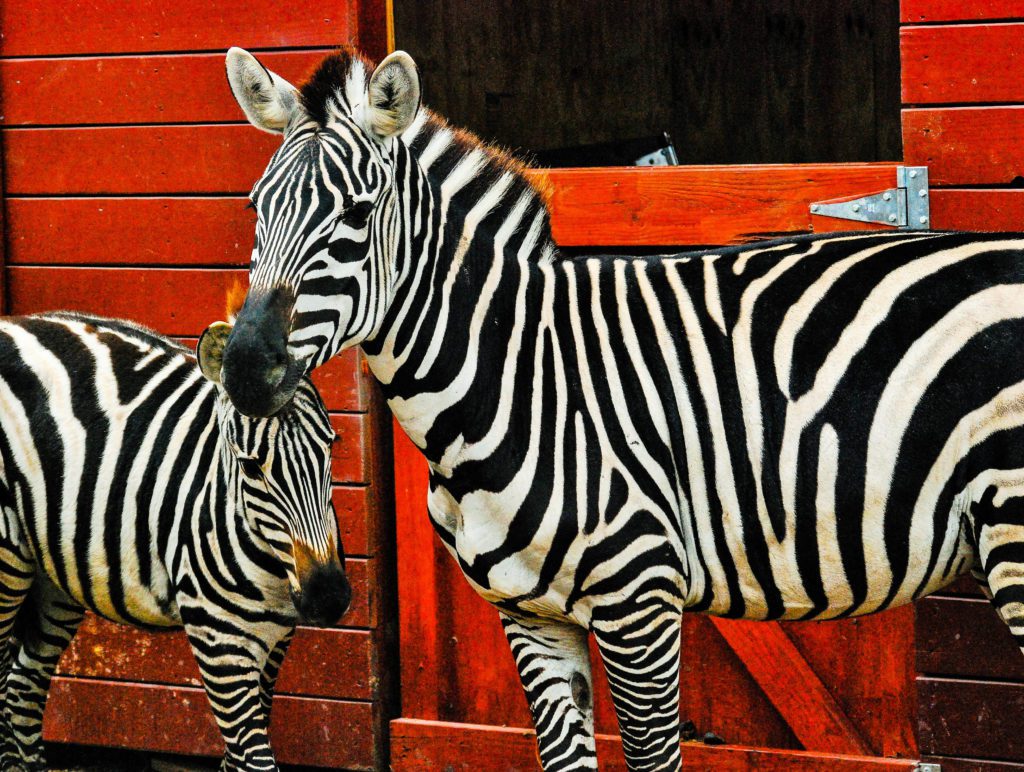 Fun Facts About Zebras 2460