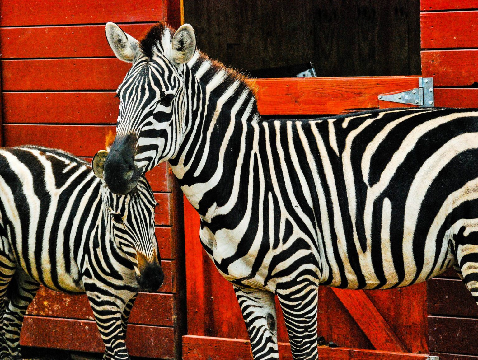 25-amazing-facts-about-zebras-the-fact-site