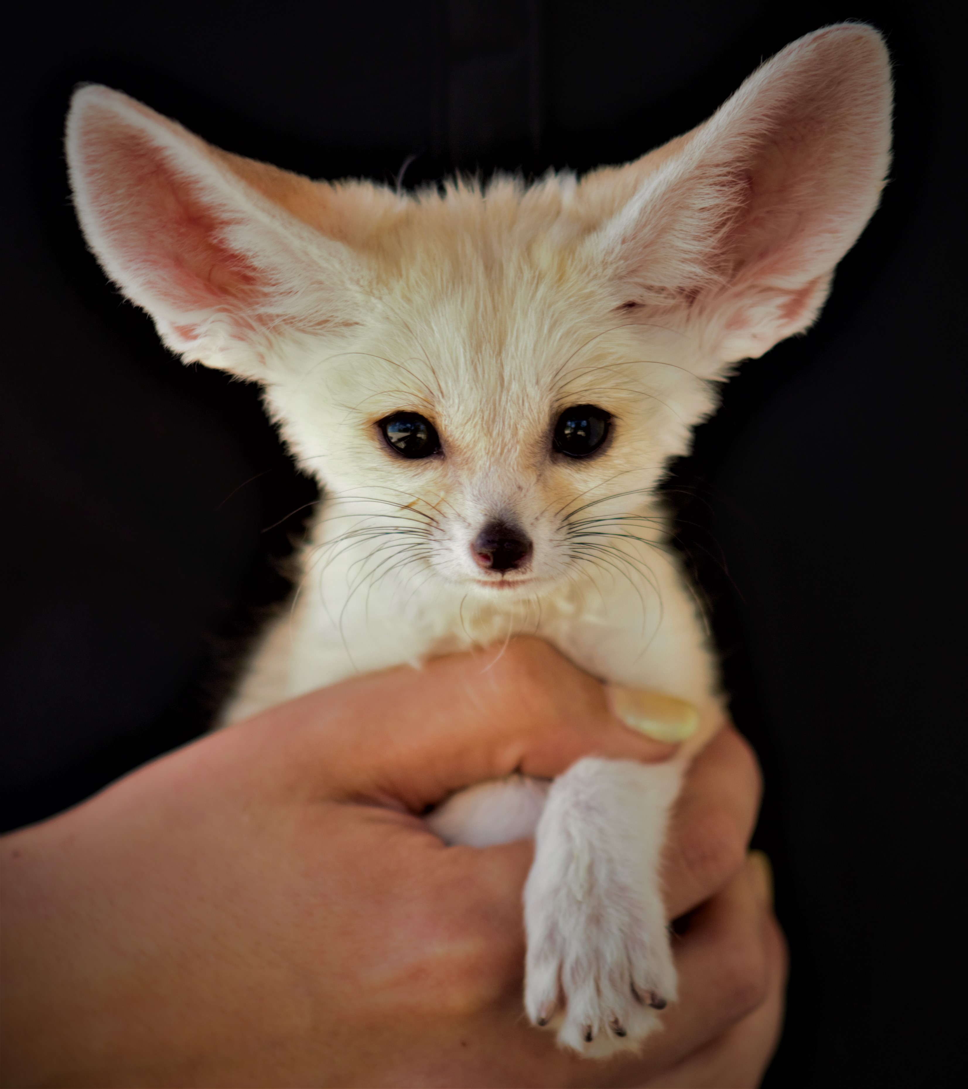 fennec fox can be a pet