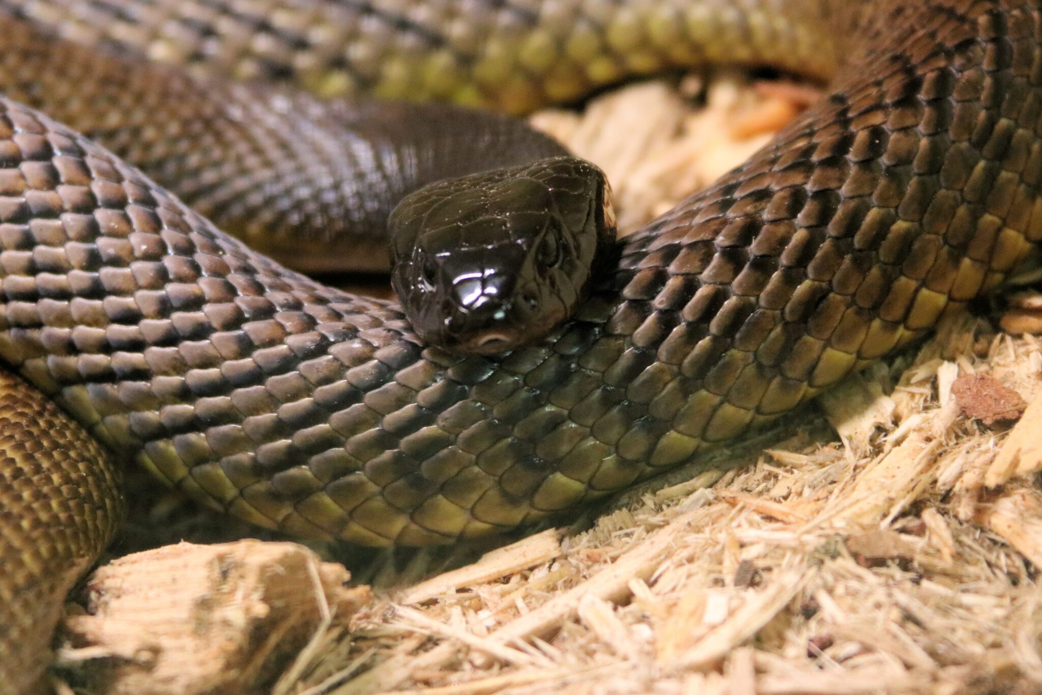 How Do Texas Venomous Snake Species Compare To The 10 Most Venomous ...