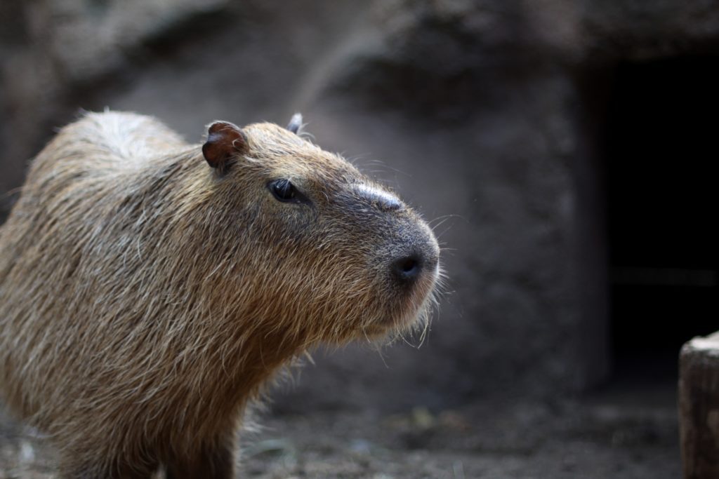 Capybara - Animal World and Snake Farm