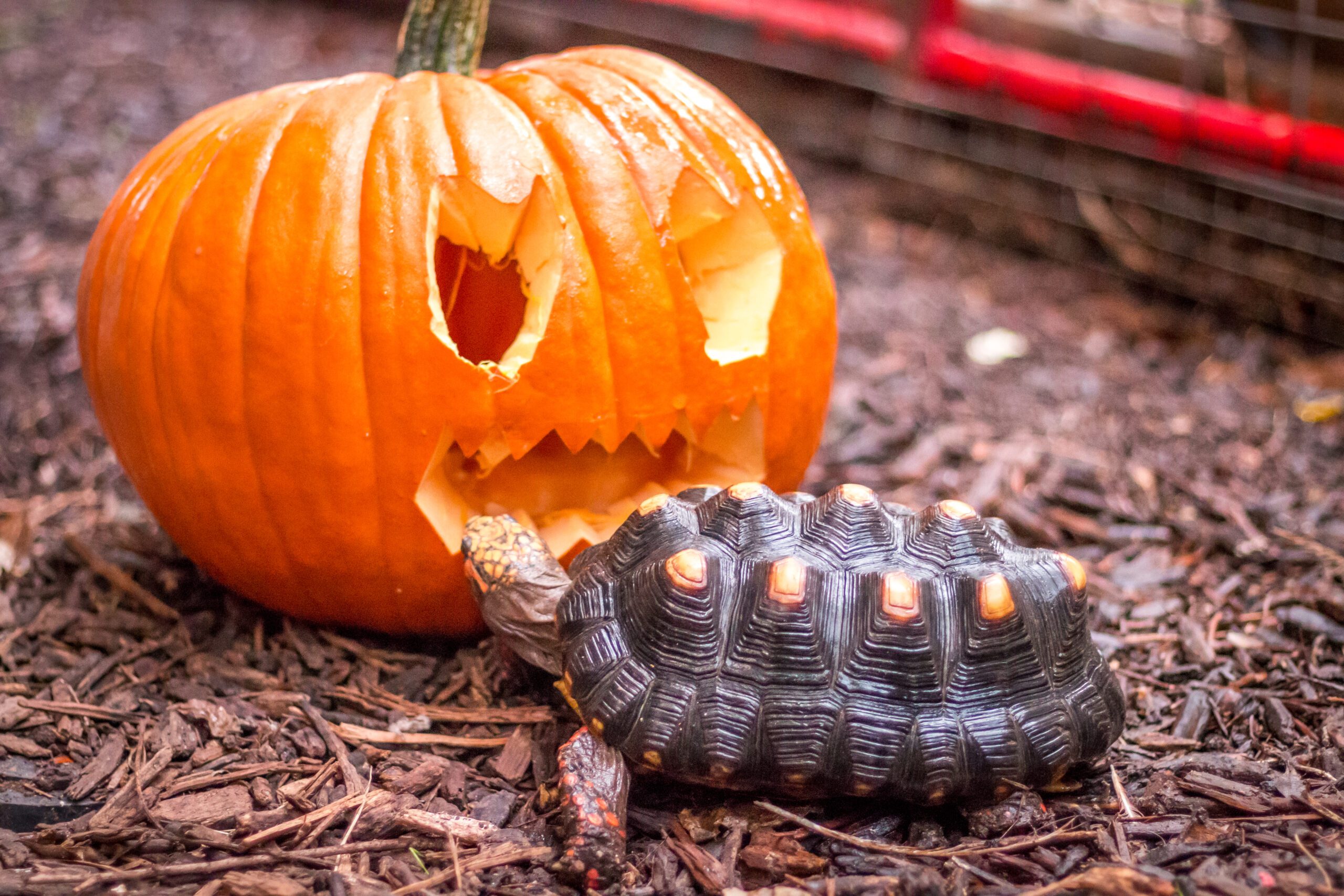 5 Incredible Halloween Events in Austin You Won’t Want to Miss Out On