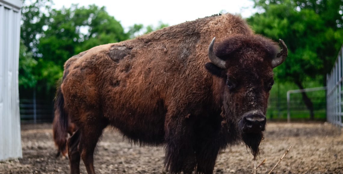 North American Bison - Animal World and Snake Farm