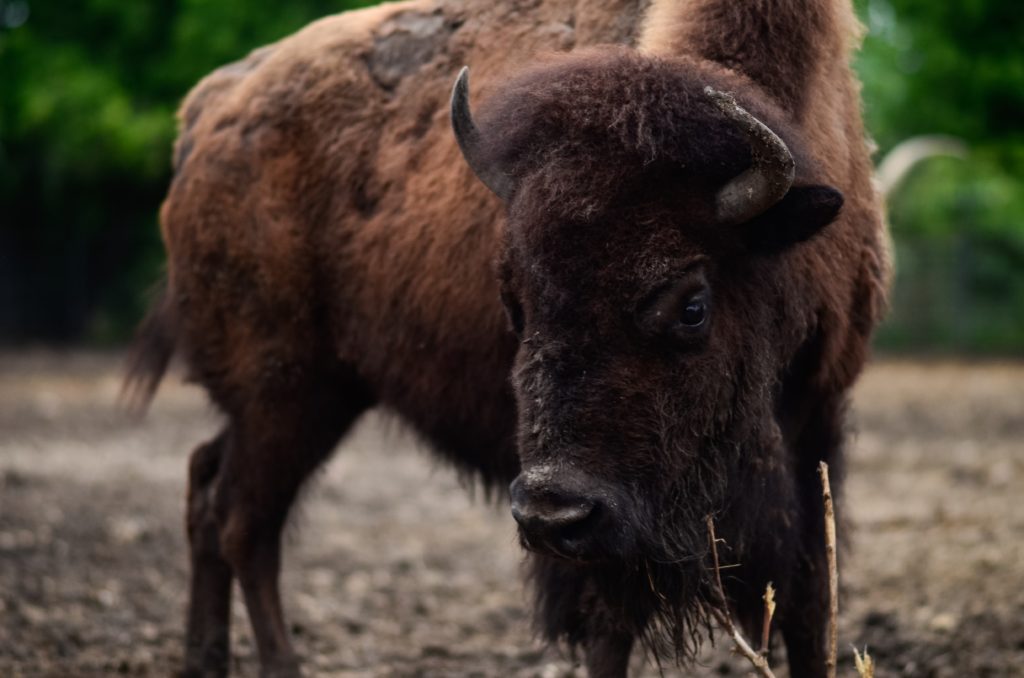 North American Bison - Zoo & Snake Farm New Braunfels