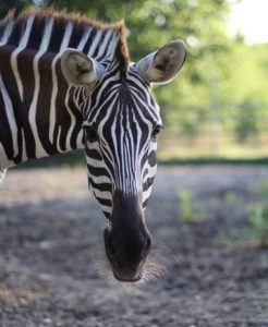 Fun Facts about Zebras