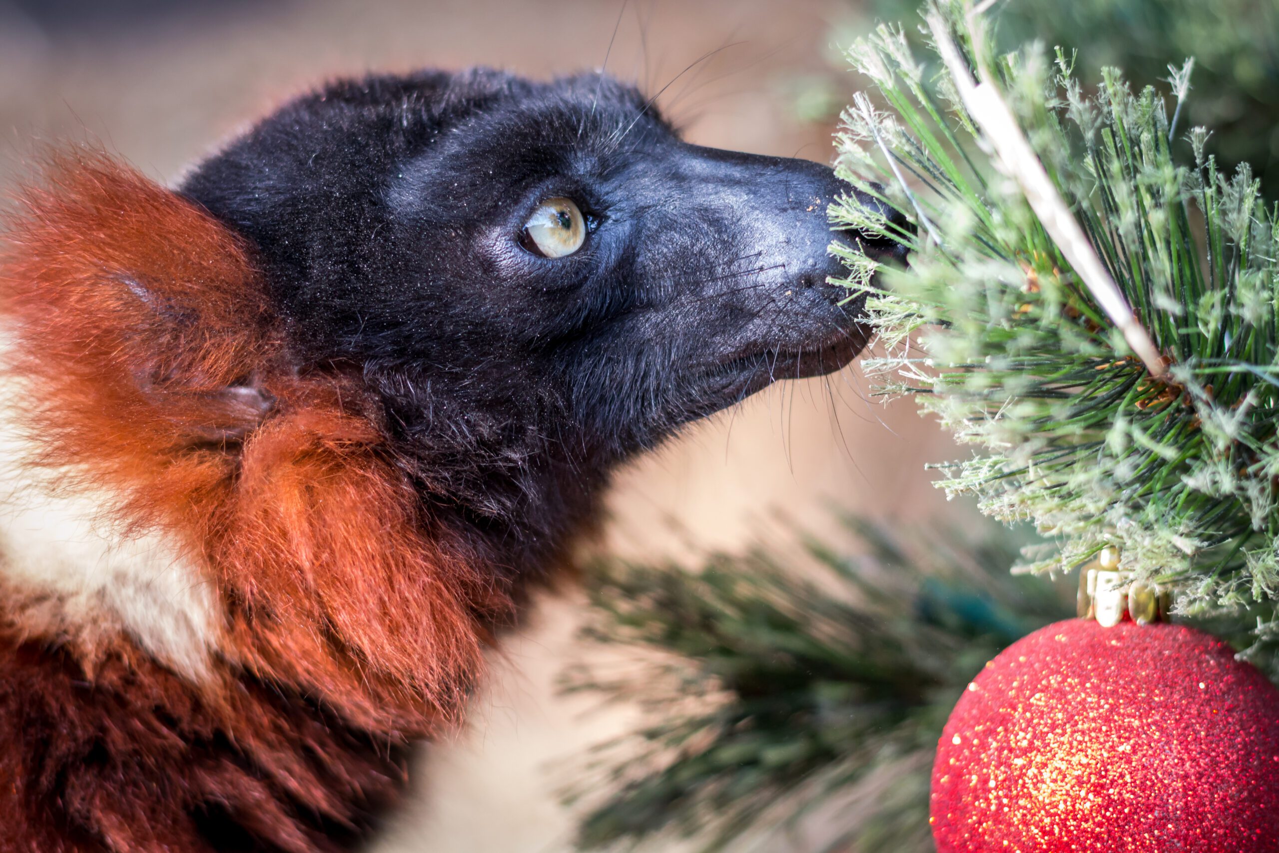 A red-ruffed lemur sniffing a Christmas tree