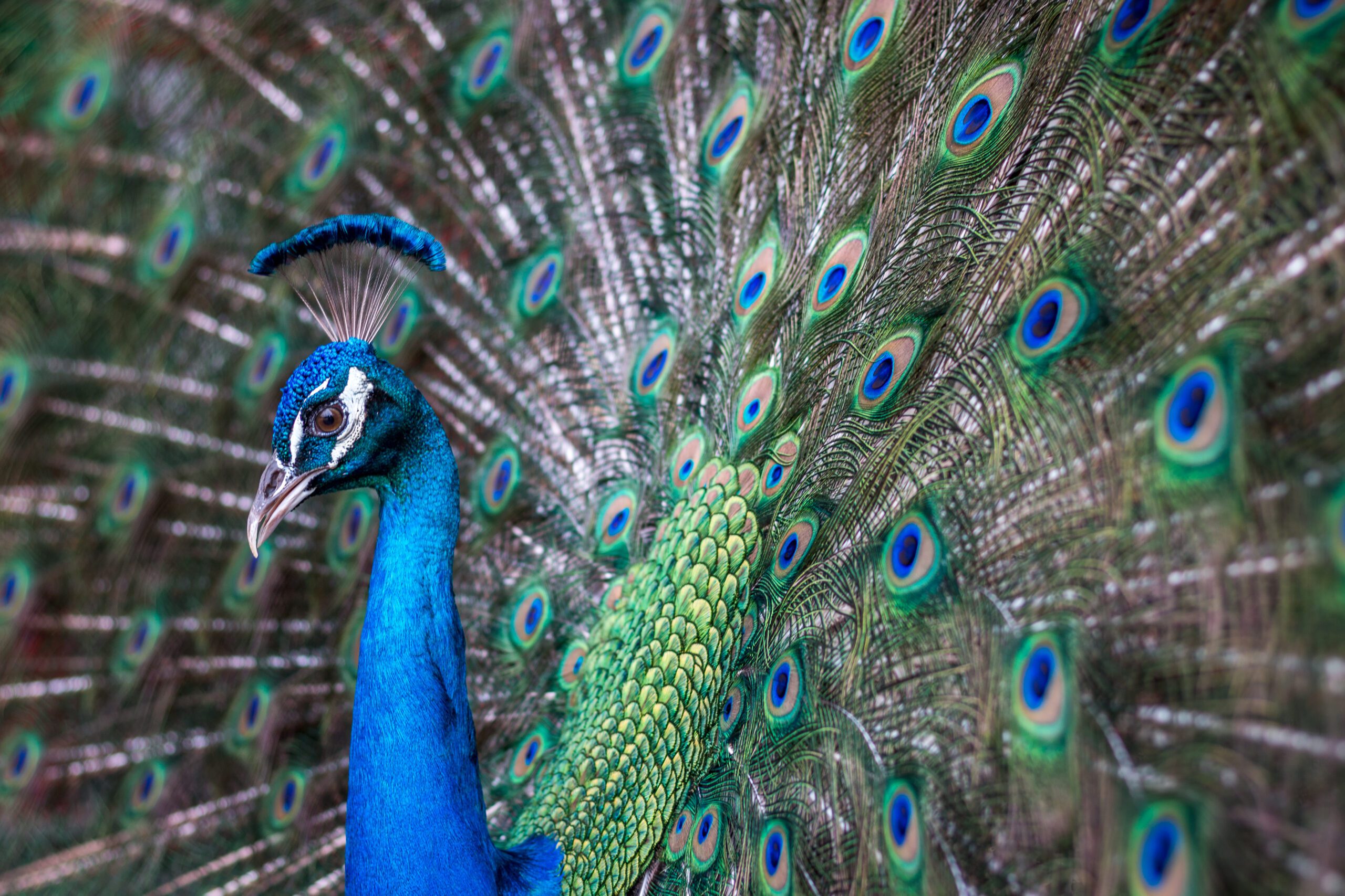 The Surprising Story Behind the Color of Feathers