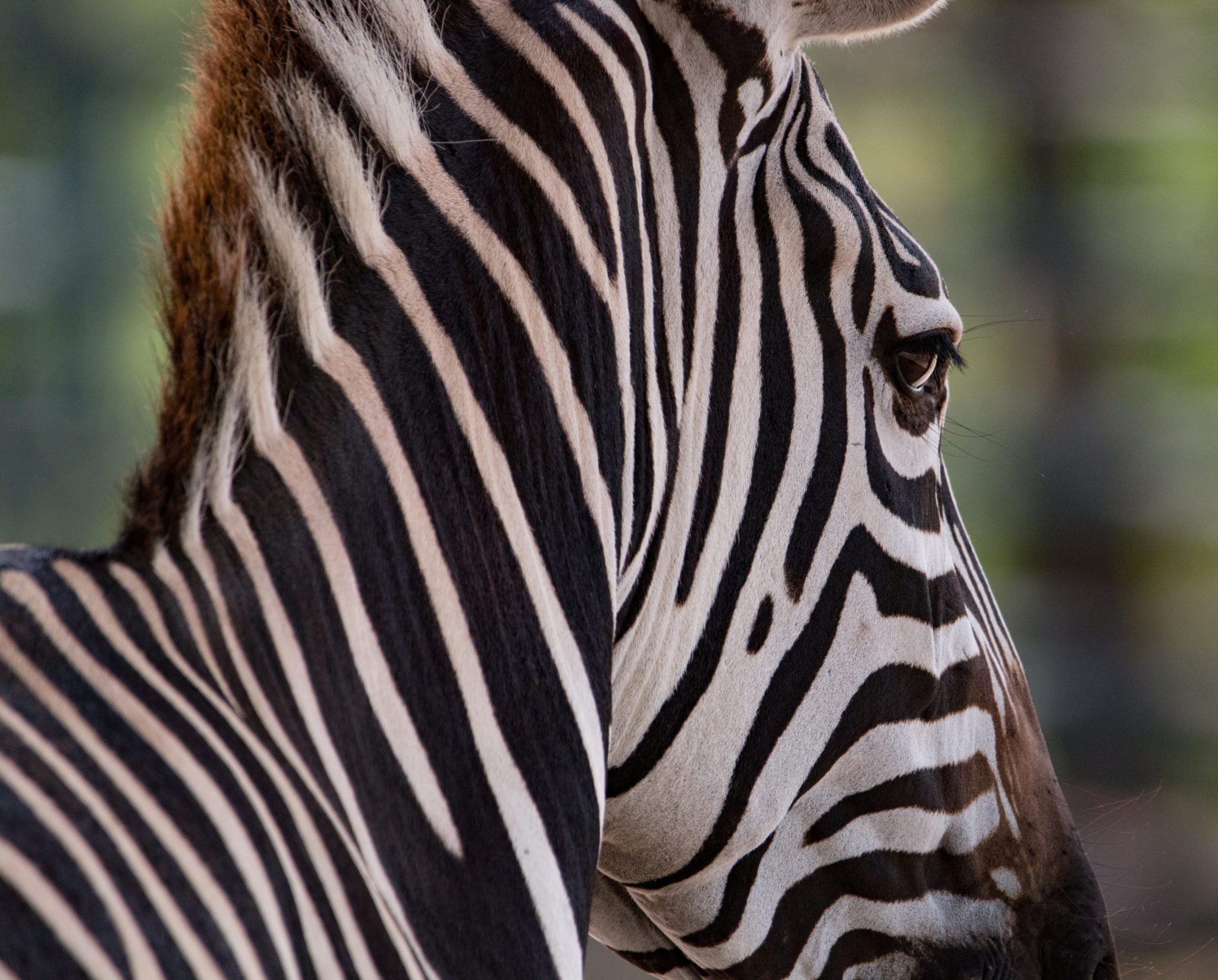 Fun Facts About Zebras 7104