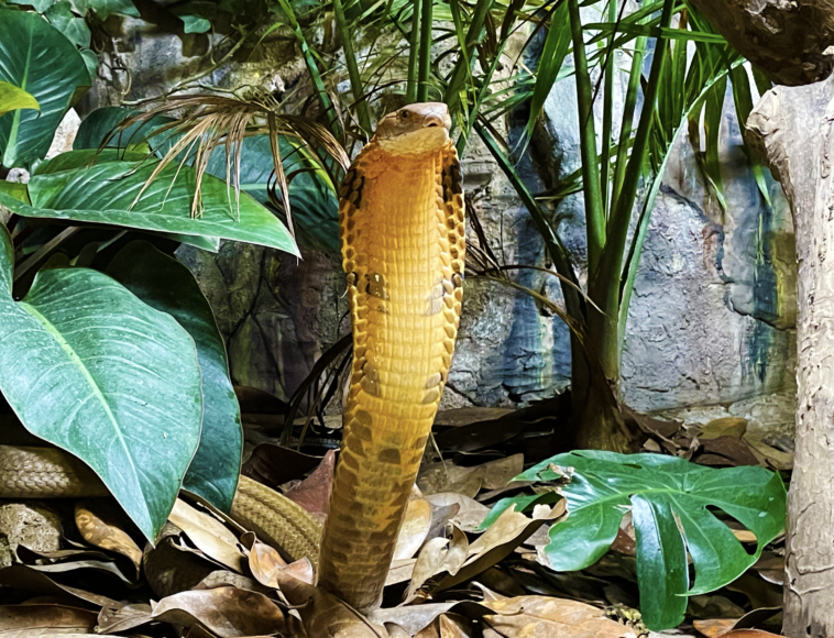 Albino cobra  King cobra snake, King cobra, Cute snake