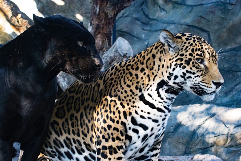 Our Favorite Jaguar Animal Facts To Celebrate December's Featured ...