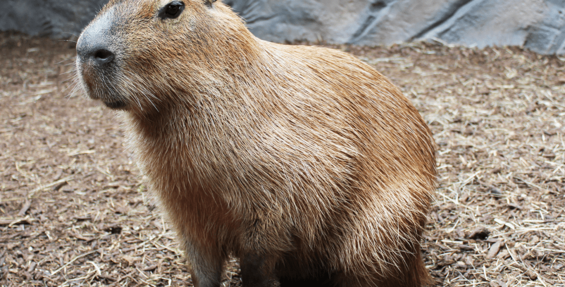 capybara pet baby