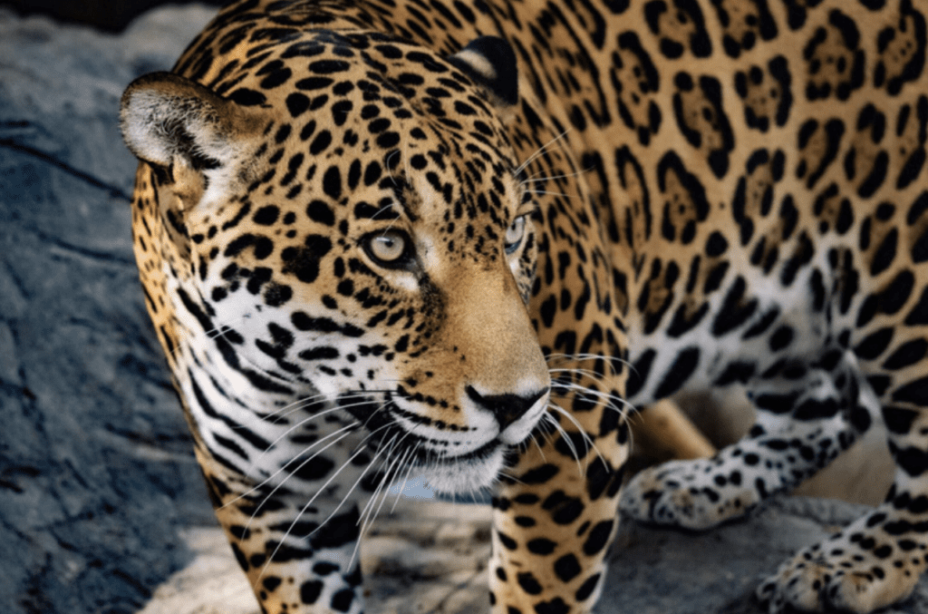 Animal jaguar Jaguar For