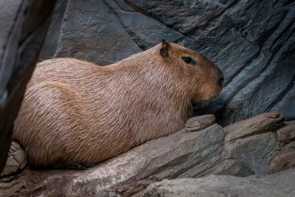 Meet Our Cute Capybara Residents In Person!