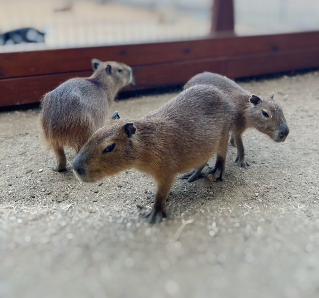 Three young capybaras on dirt ground at Animal World and Snake Farm Zoo.