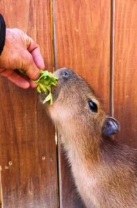 Young capybara gently accepting a leaf from a human hand at Animal World and Snake Farm Zoo