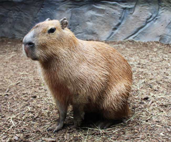 December's Featured Animal: Capybara