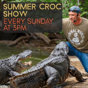 summer croc show