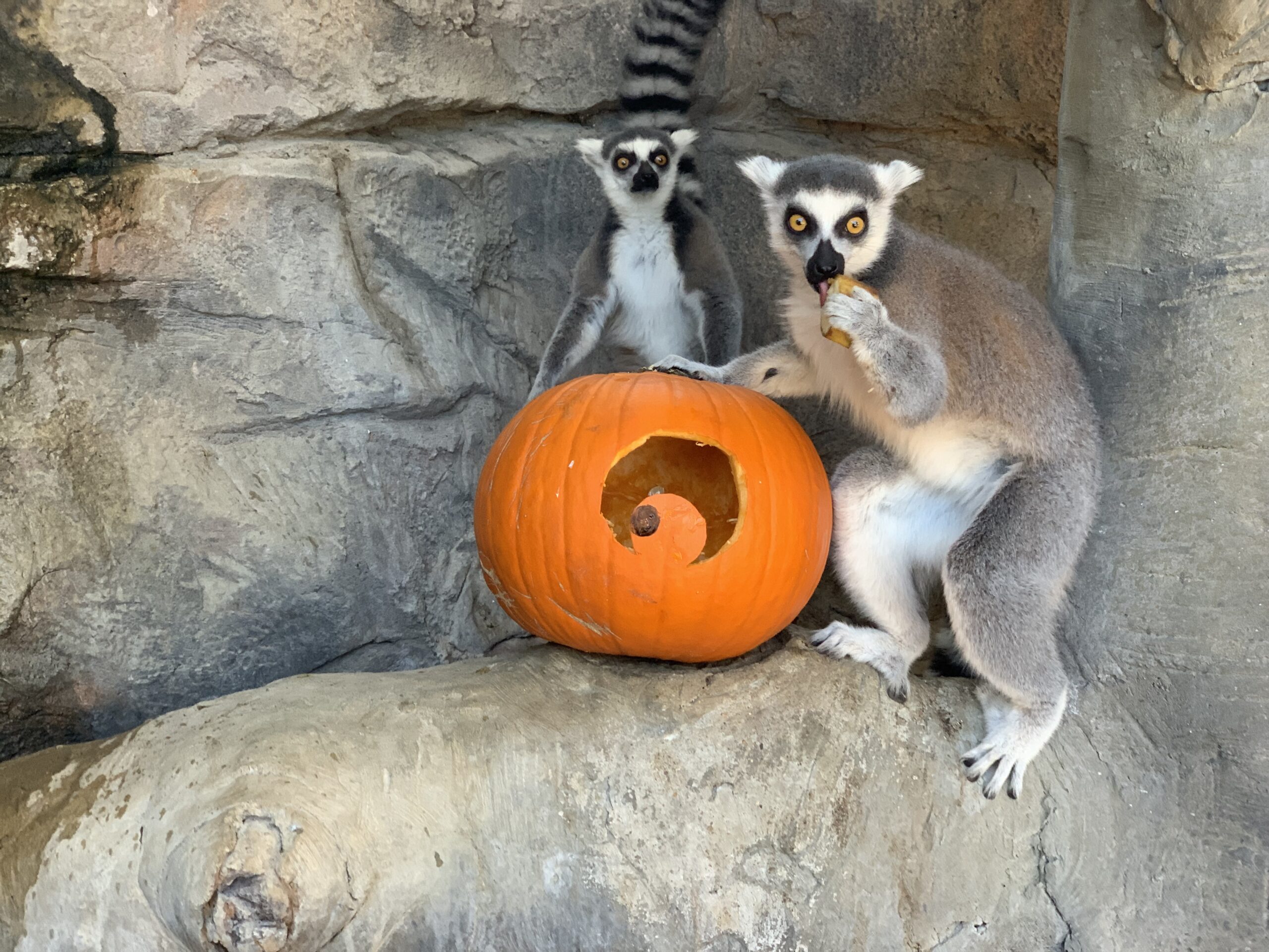 9 Halloween Events in Texas You Won’t Want to Miss This Fall!