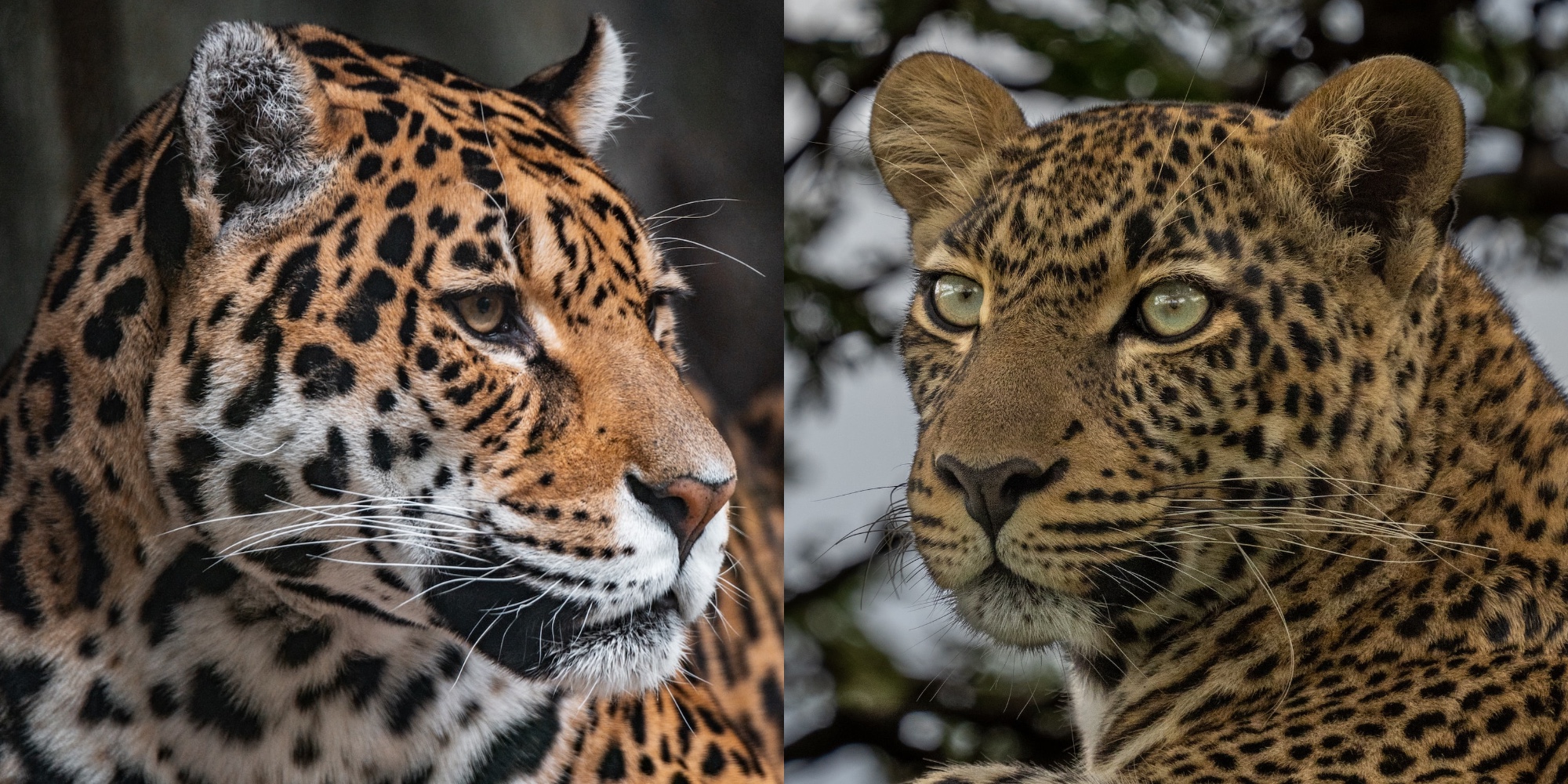 Our Favorite Jaguar Animal Facts To Celebrate December's Featured ...