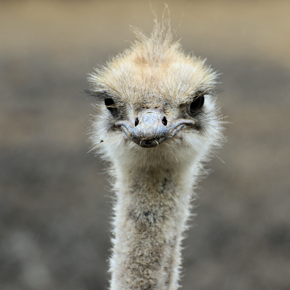 ostrich square - Animal World and Snake Farm