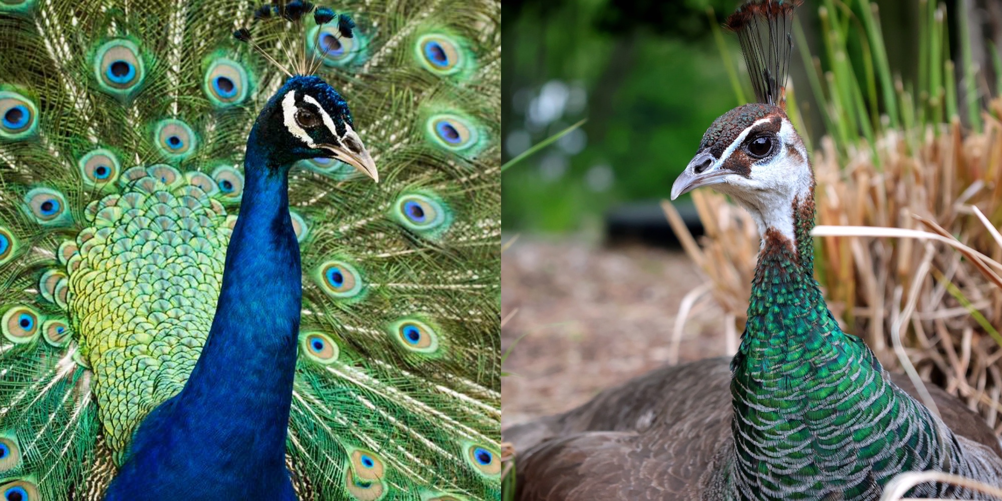 Amazing Peacock Animal Facts & Photos to Honor January’s Featured Animal!