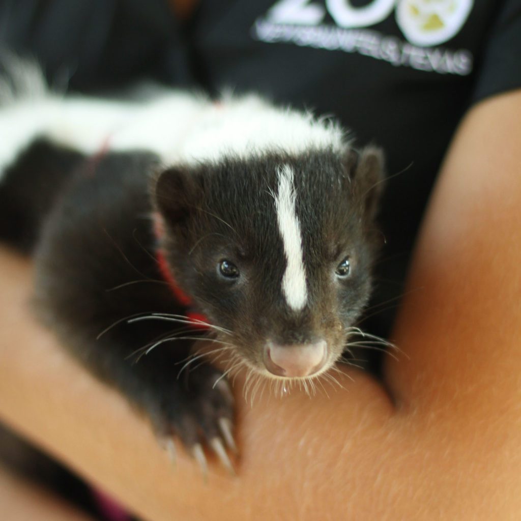 skunk - Animal World and Snake Farm